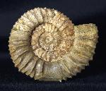 Pavlovia pavlovi (MICHALSKY 1890) - Bild &copy; FossNet FossilienStore